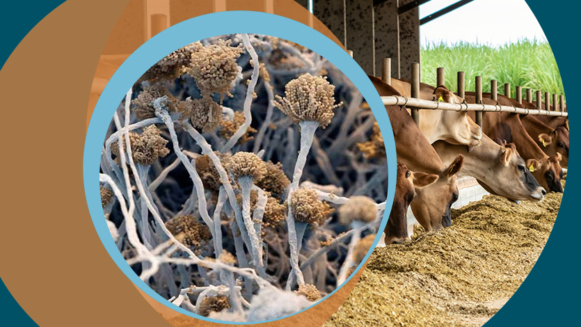 Mycotoxins in farm animal feed: Current status