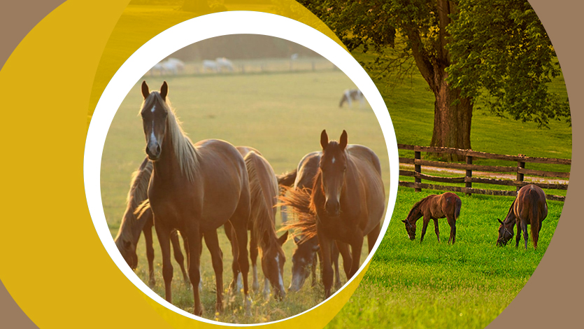 Fundamentals of horse breeding